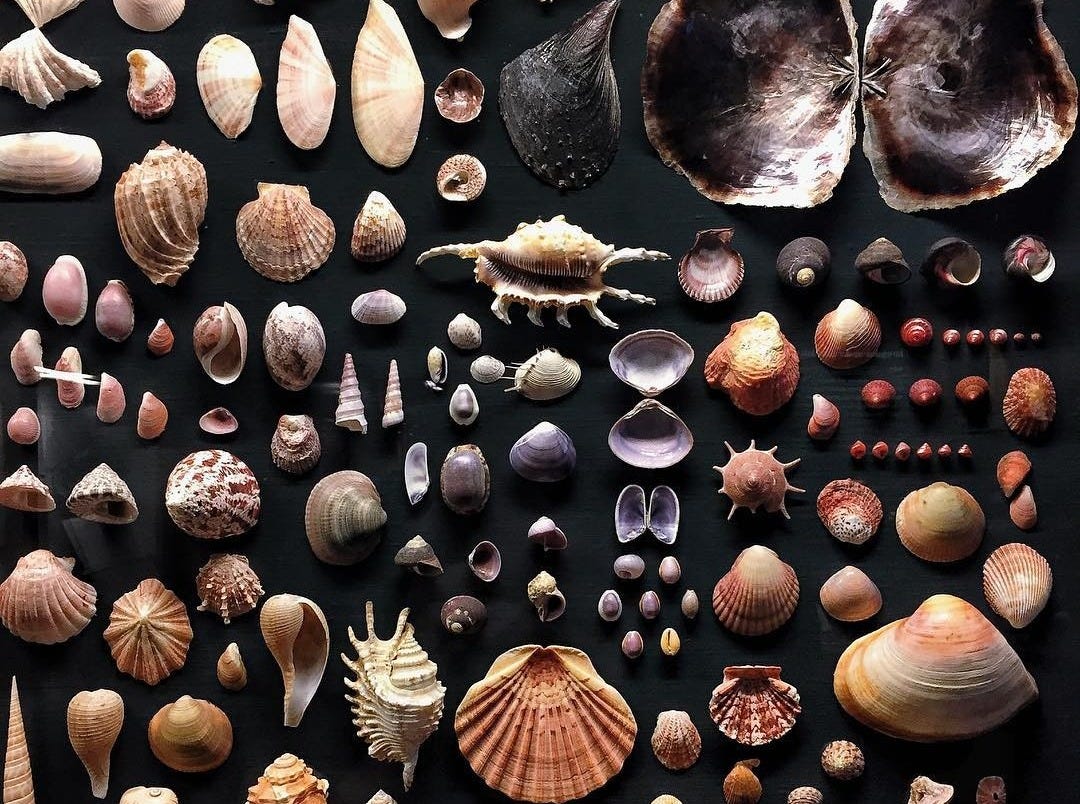 An Instagram  post added by cosmoexplorer on Dec 04, 2023. The author is @withfranny. May present: conchology, art.