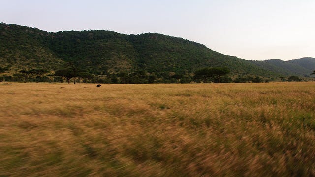 Driving at full-speed through the grasses of the Serengeti. Driving at full-speed through the grasses of the Serengeti.