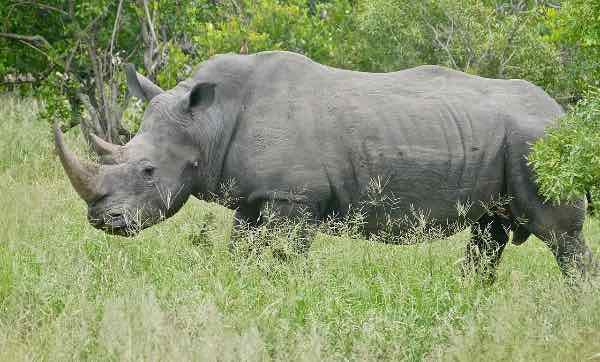 White Rhino, Kruger National Park. White Rhino, Kruger National Park.