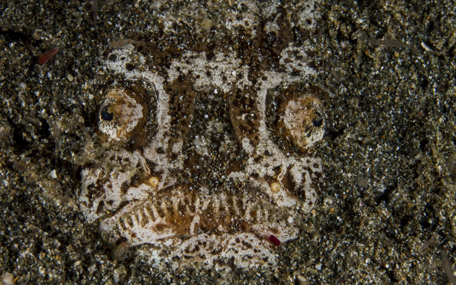 Stargazer Fish (Andy Deitsch/shutterstock.com)