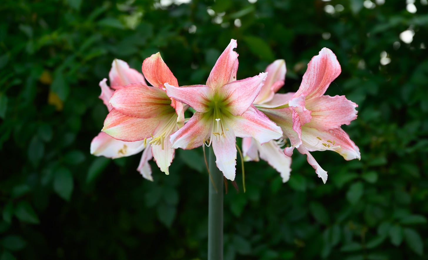 Close-up of a blooming amaryllis with large pink and white flowers against a lush green background.
