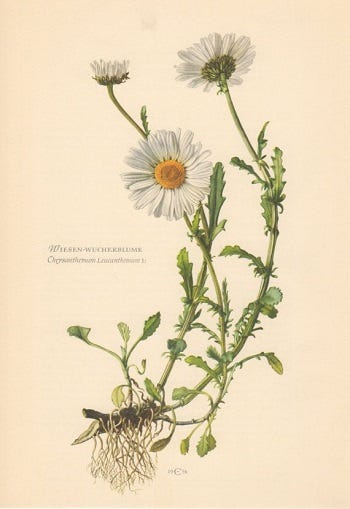 From the Spring Foraging Cookbook: Oxeye Daisy and Pepper Grass