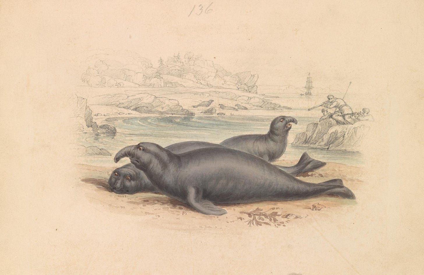 https://upload.wikimedia.org/wikipedia/commons/3/3a/James_Stewart_-_The_Elephant_Seal_-_B1981.25.2314_-_Yale_Center_for_British_Art.jpg