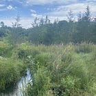 Woke Farmer Mob Converts Former MA Cranberry Bogs To Wetlands, Preventing Floods, Sequestering Carbon