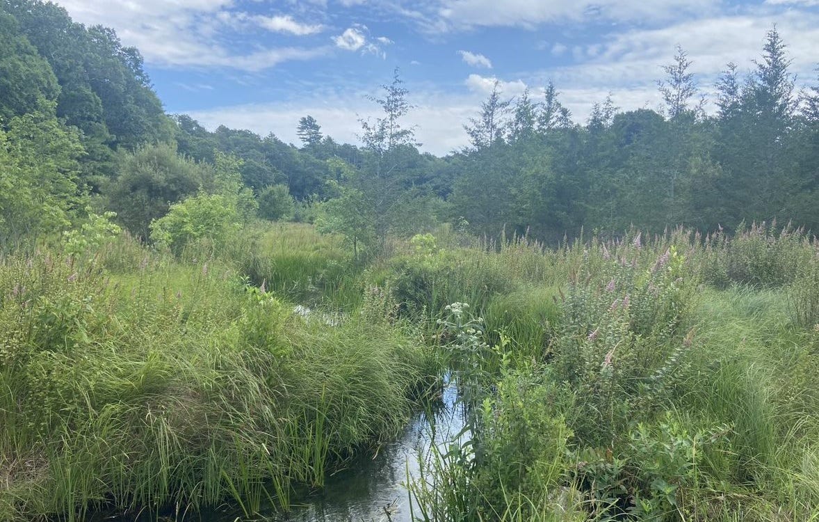 Photo of a lush wetlands area in Massachusetts, with flowing water and thick green vegetation Photo of a lush wetlands area in Massachusetts, with flowing water and thick green vegetation