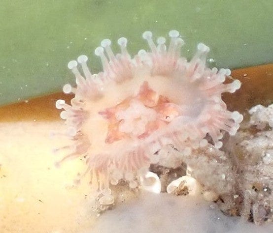 Depastrum cyathiforme jellyfish not seen for almost five decades found in  rockpools by tourist | The Independent