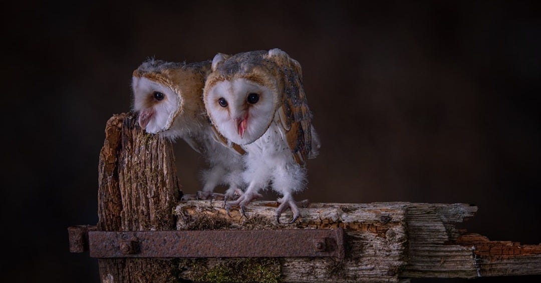 two owls sitting on top of a wooden post