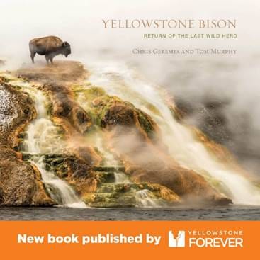 New Bison Book Published by Yellowstone Forever New Bison Book Published by Yellowstone Forever