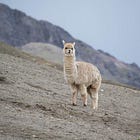 Quantization of Llama 2 with GTPQ for Fast Inference on Your Computer