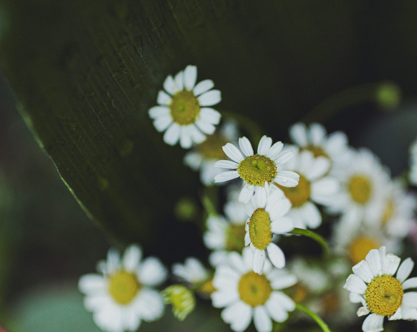 flowers with water droplets flowers with water droplets