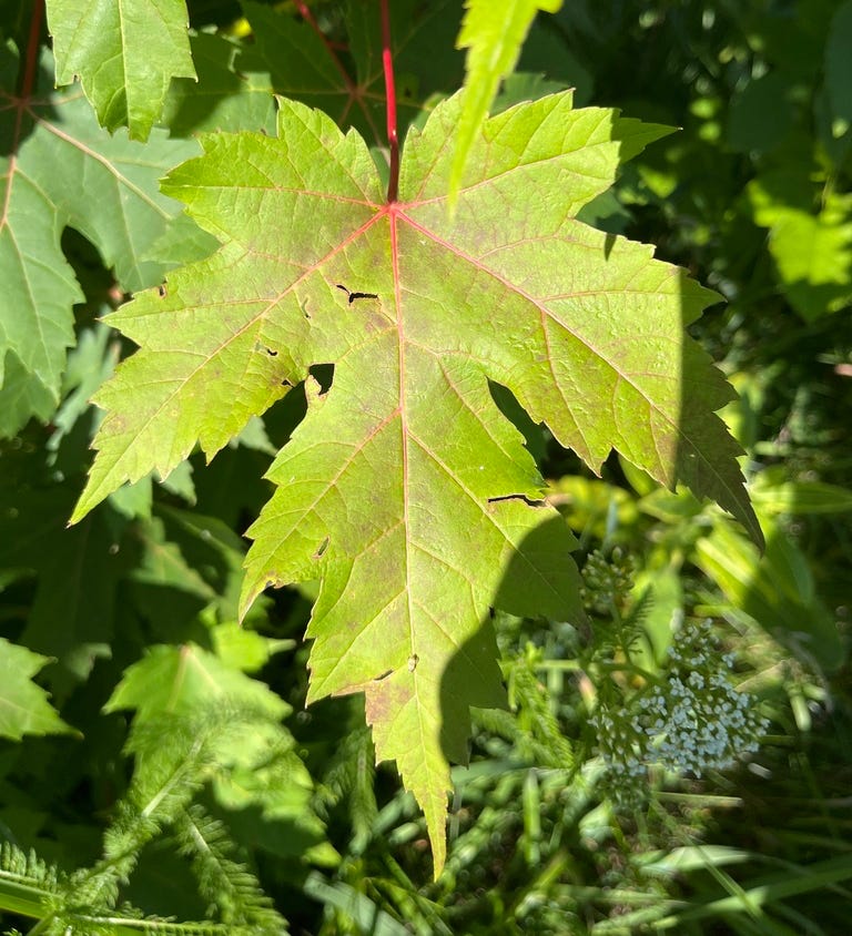 Silver Maple
