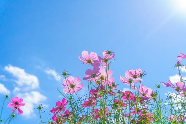 空と花
