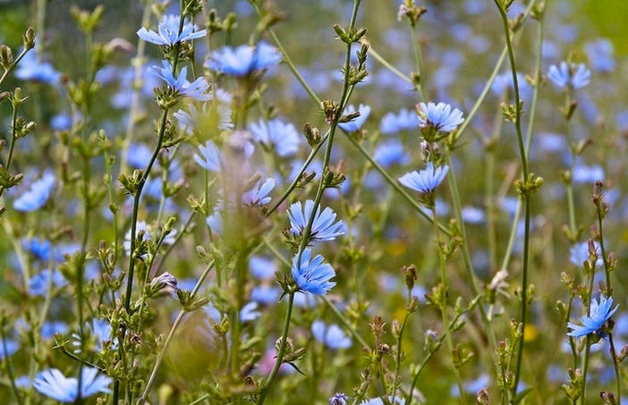 A Day in the Life of a Chicory Flower — The Nature Institute