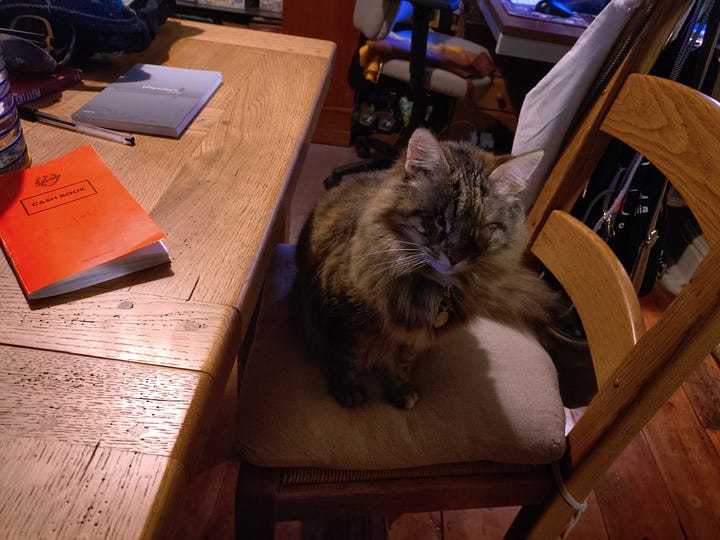 Left - Rosie sitting on a char at the table. Right - Milly and Rosie sharing a cat-bed next to the radiator.