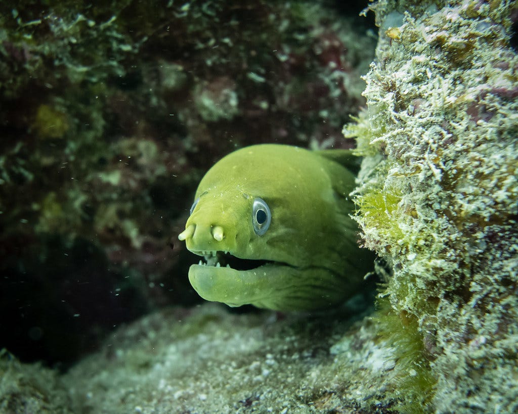 Green moray eel