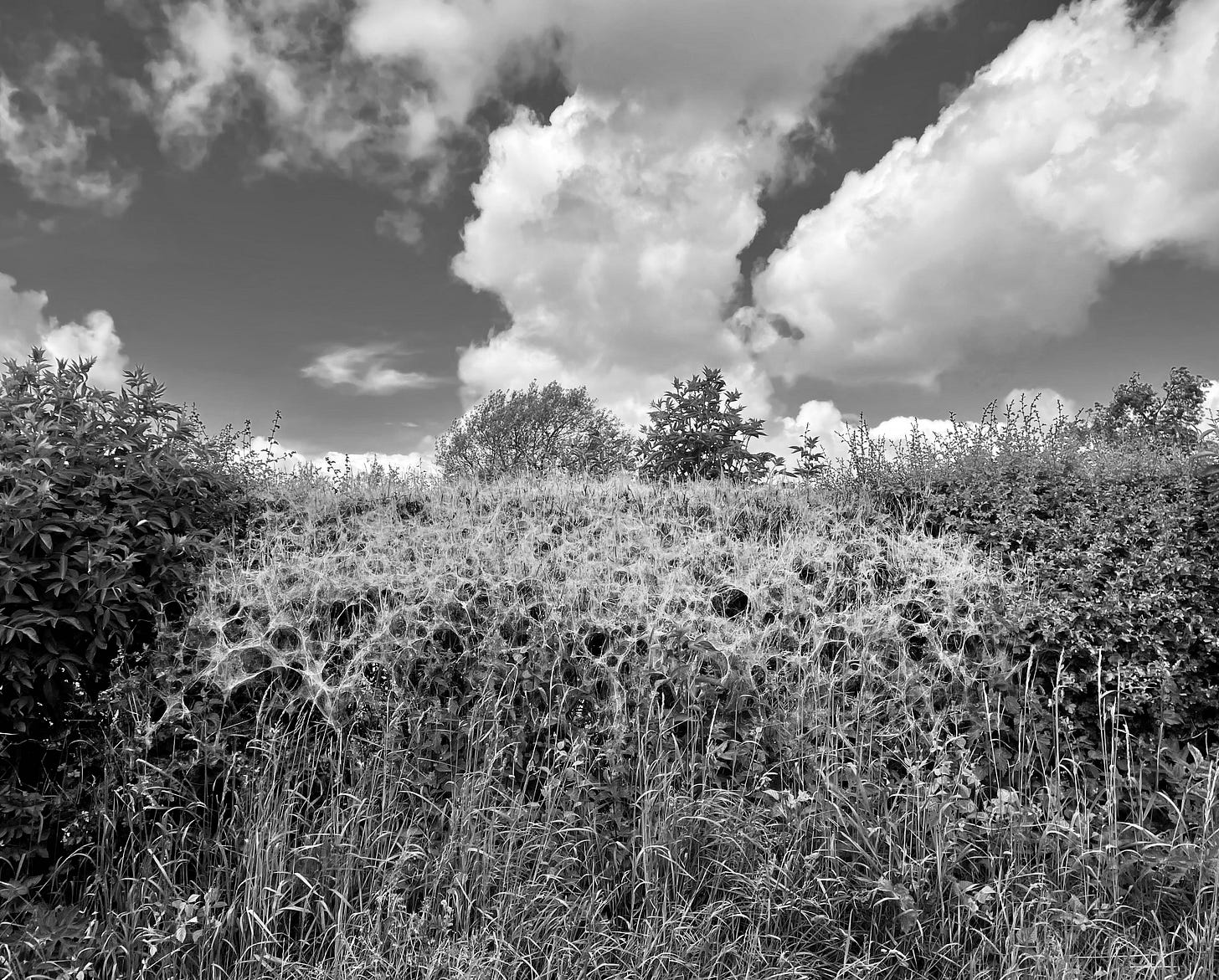 hedge covered by webbing under clouds