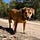 Toward Life-affirming Animal Sheltering