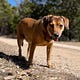 Toward Life-affirming Animal Sheltering