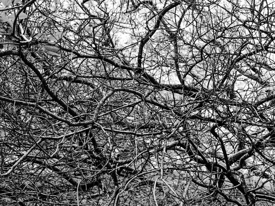 a black and white photo of a tree with no leaves a black and white photo of a tree with no leaves