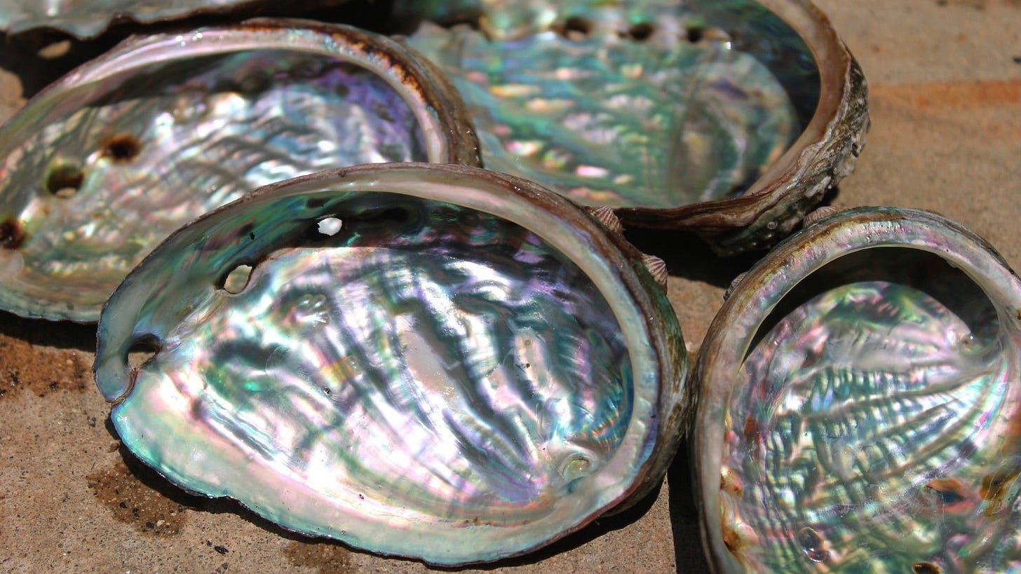 Abalone Shell: What is Abalone and Why is it Popular in Jewelry