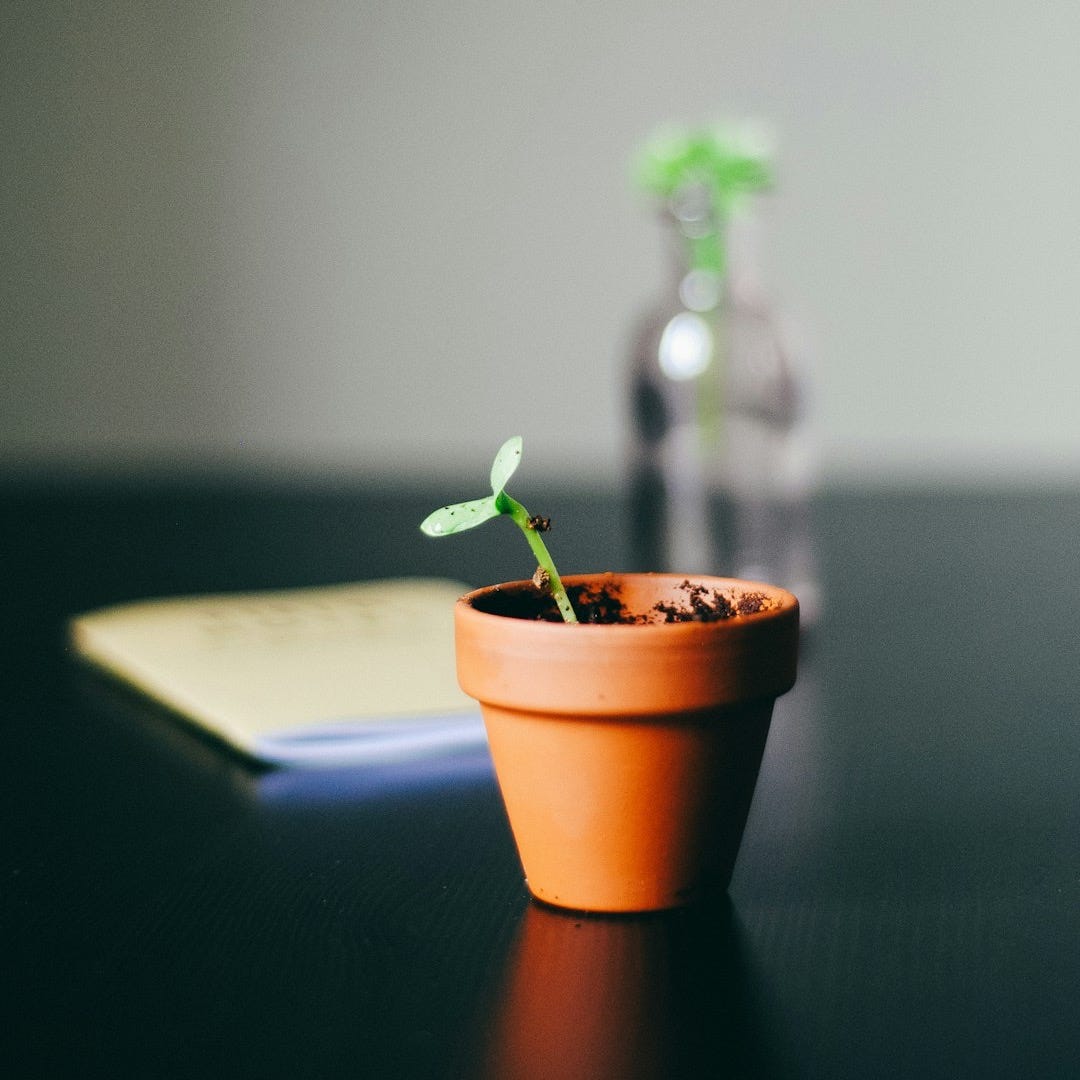 green leafed plant with pot on black desk