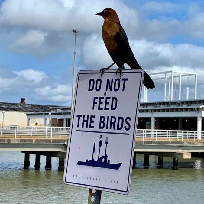 Artwork for Forward, He Cried From the Rear