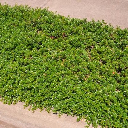 Left: Bearberry; middle: Sumac; Right: no-mow lawn alternative