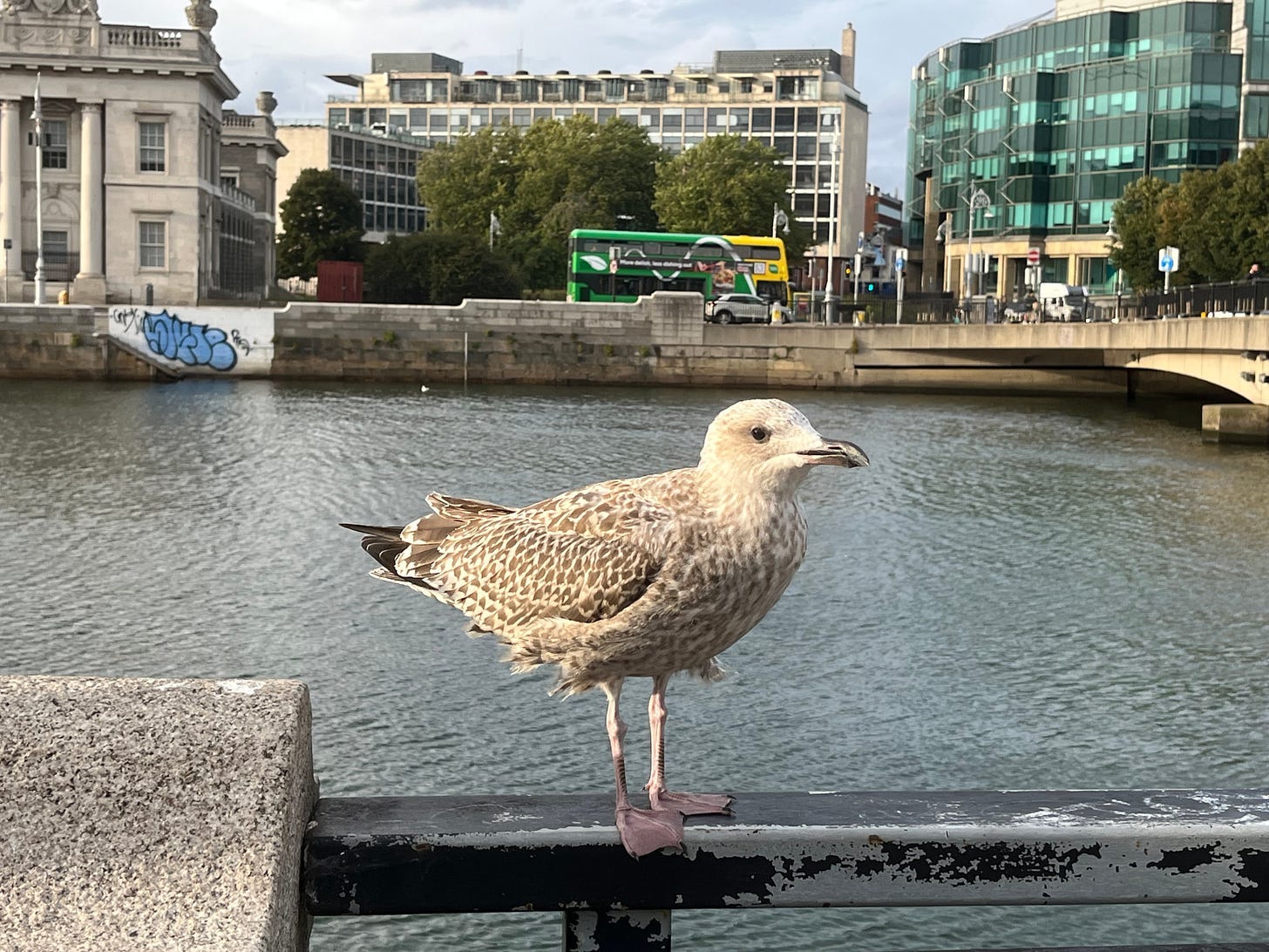 A bird standing on a railing by water

Description automatically generated