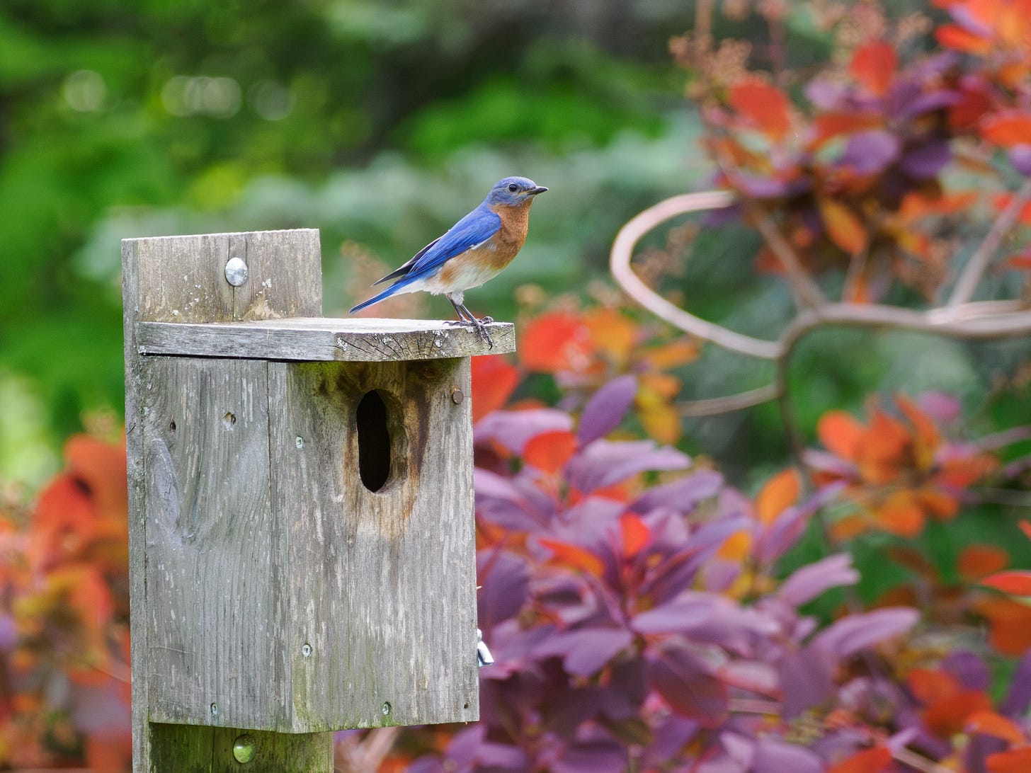 Eastern Bluebird