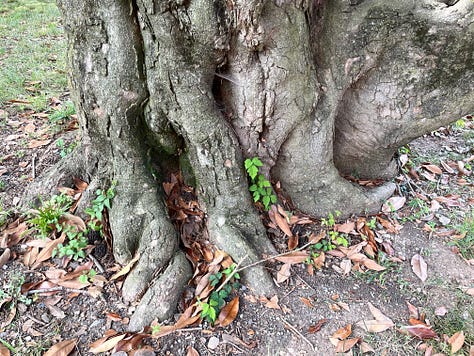 Bringing together multiple DC trees for horizontal composition.