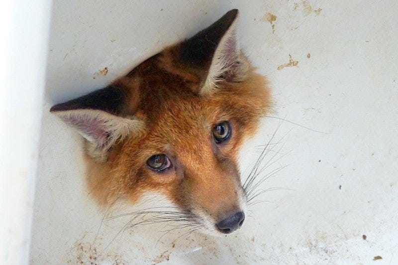 A veterinarian from England's South Essex Wildlife Hospital came to the rescue of a fox kit that ended up with its head stuck through the drain hole of a disused sink. Photo courtesy of the South Essex Wildlife Hospital/Instagram