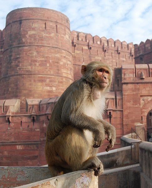 Rhesus monkey and castle