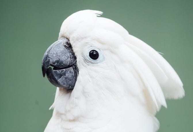 white bird on brown wooden stick white bird on brown wooden stick