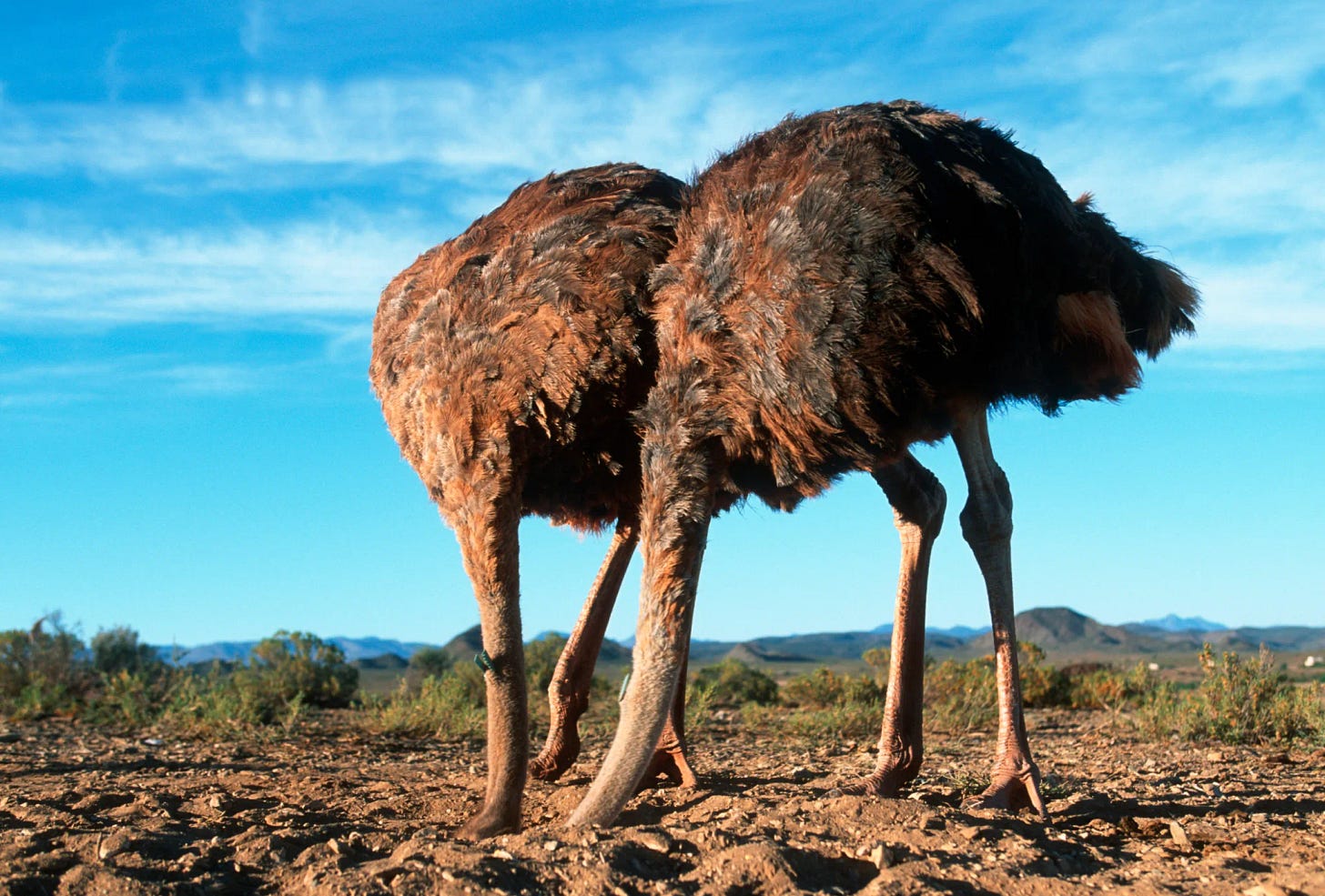 Photo illustration of two ostriches with their heads buried in the sand.