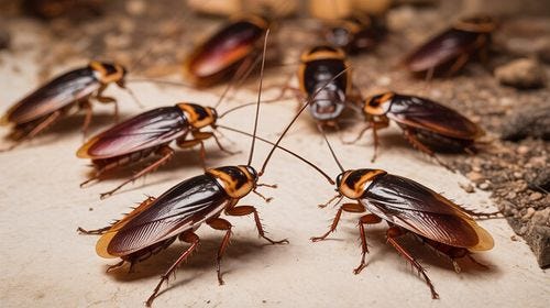 Cockroaches in Close-up: A collection of cockroaches, captured with intricate detail and exceptional clarity, highlighting their distinct features and textures. Cockroaches in Close-up: A collection of cockroaches, captured with intricate detail and exceptional clarity, highlighting their distinct features and textures.