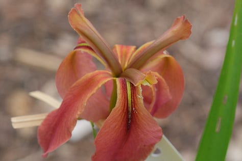 Hopeful LA iris crosses