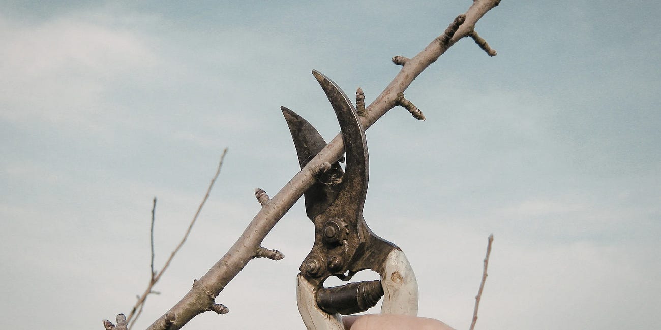 Pruning.