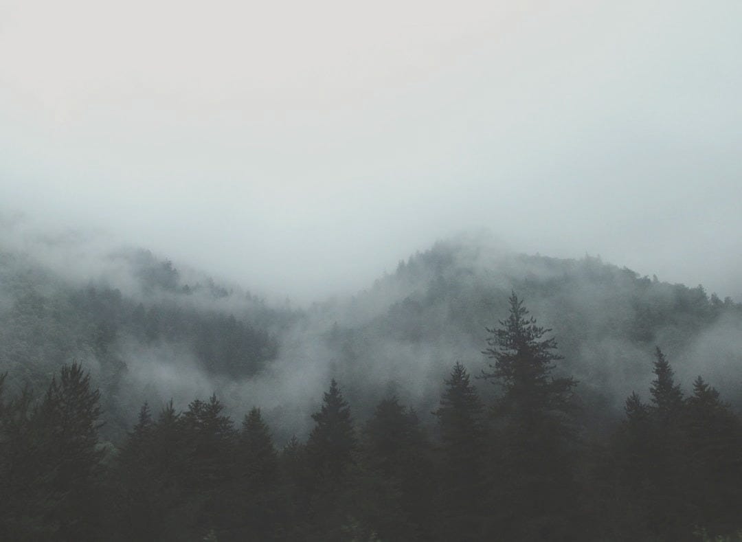 gray forest with fog gray forest with fog