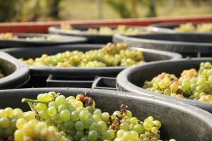 Freshly harvested sauvignon at chateau lusseau Freshly harvested sauvignon at chateau lusseau
