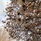 Reflections on spring, time, and seasonal shifts