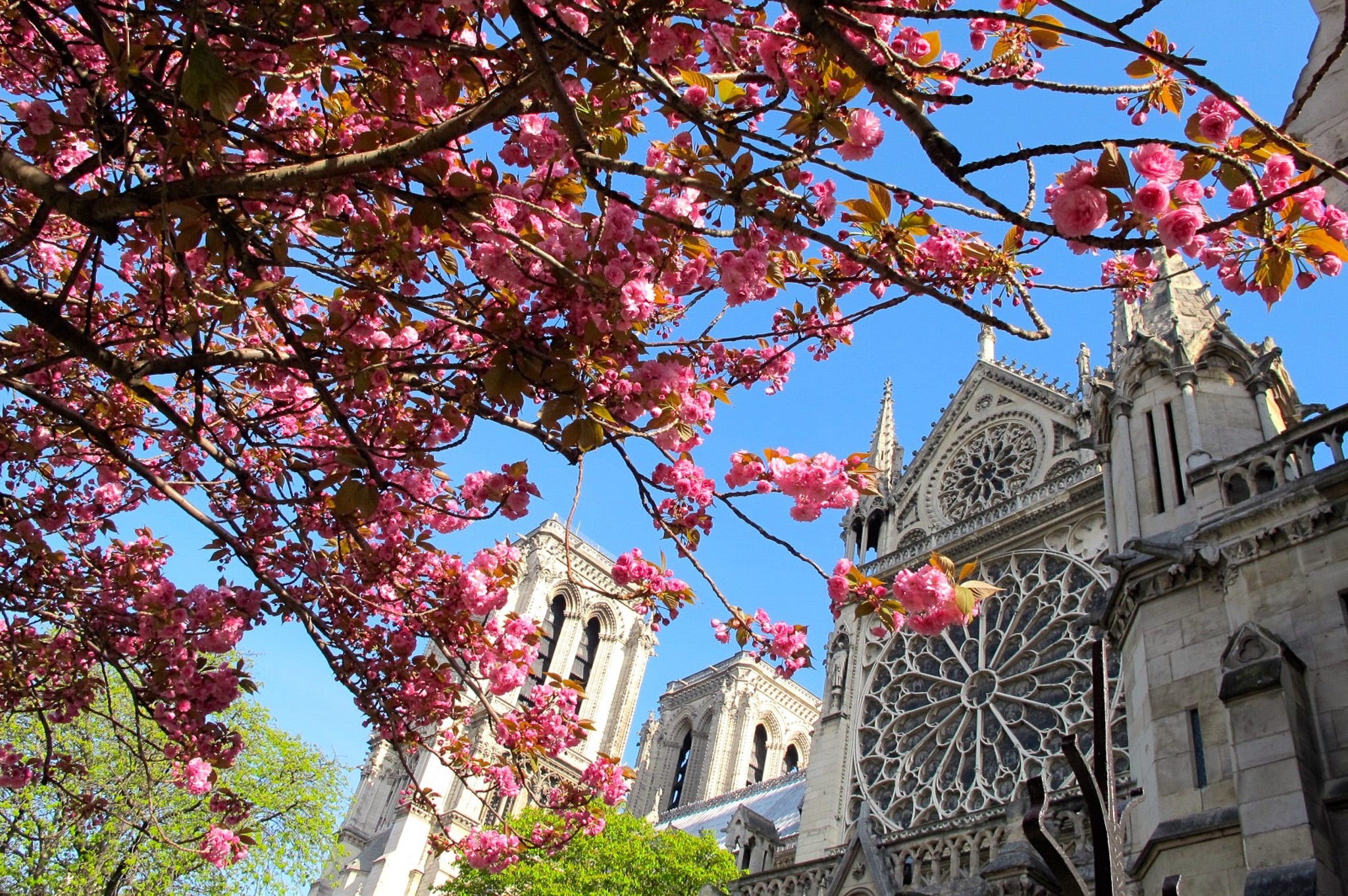 Where to eat near Notre-Dame - by Meg Zimbeck