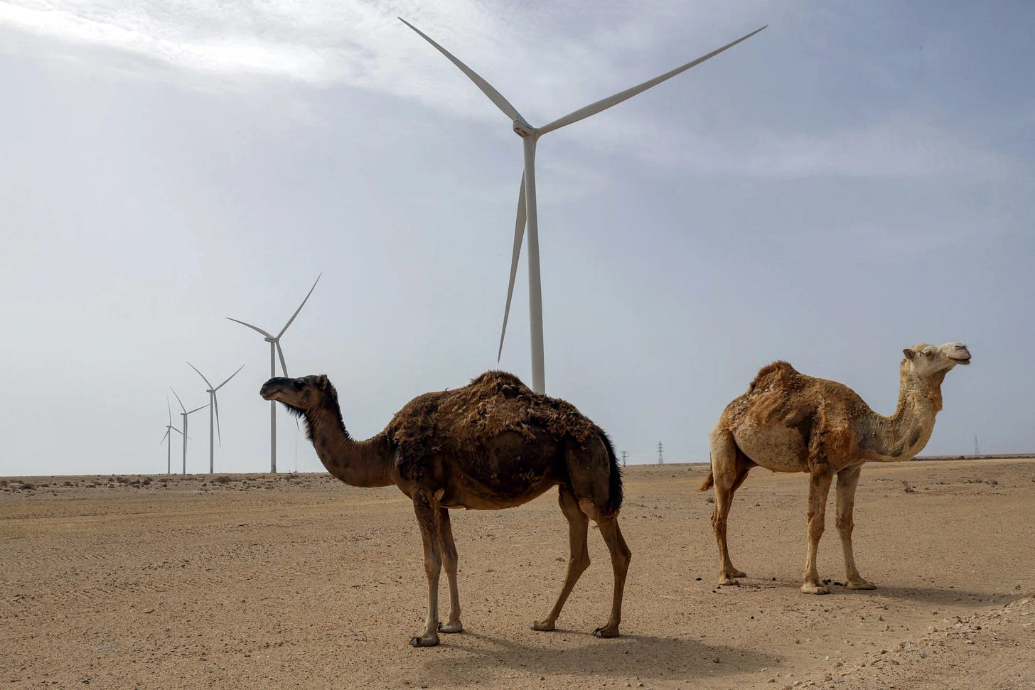 Camels roam next to wind turbines that will supply power to a desalination plant under construction in Dakhla in the disputed Western Sahara&nbsp;on May 26.