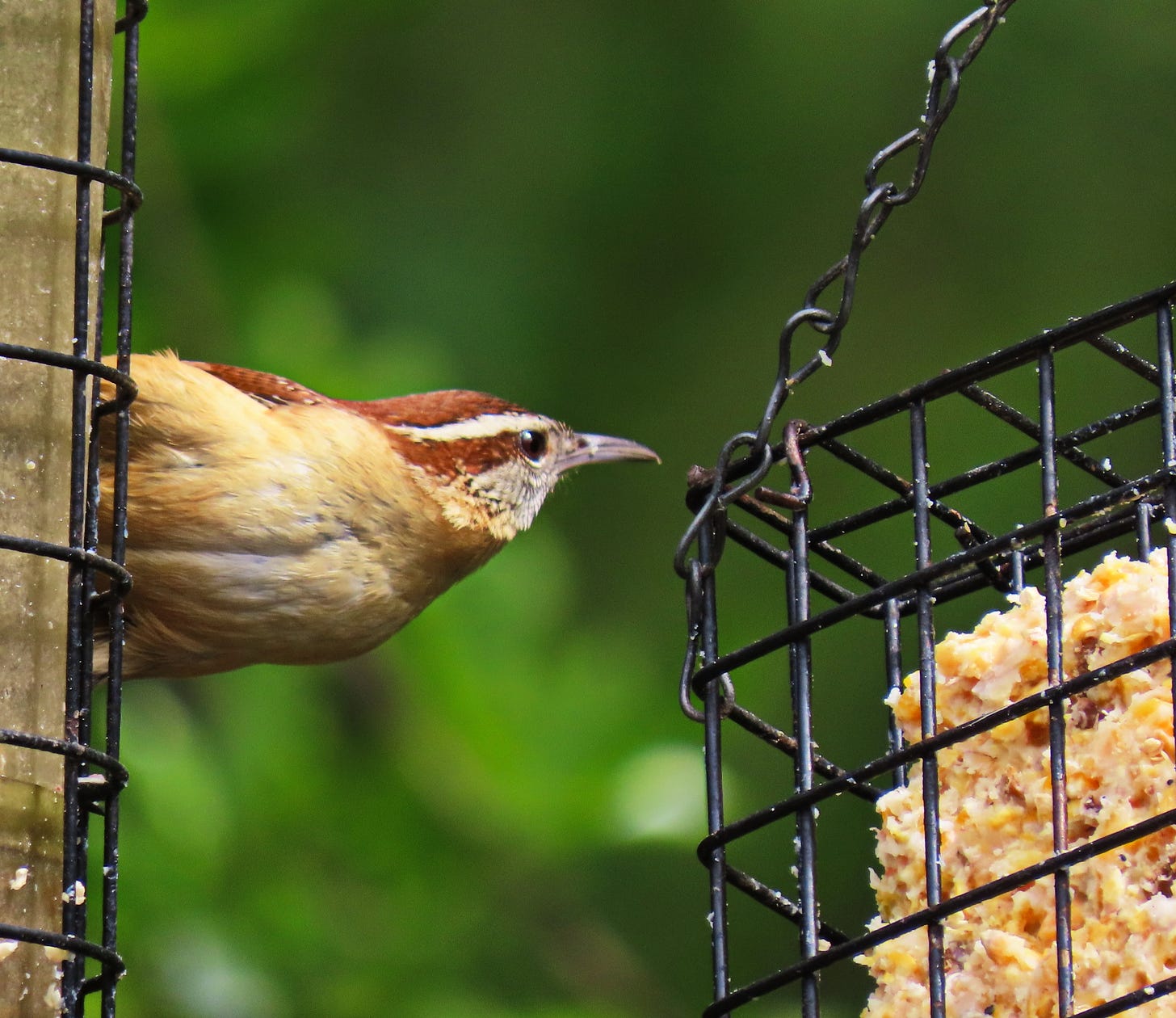 wren eating from a suet feeder wren eating from a suet feeder