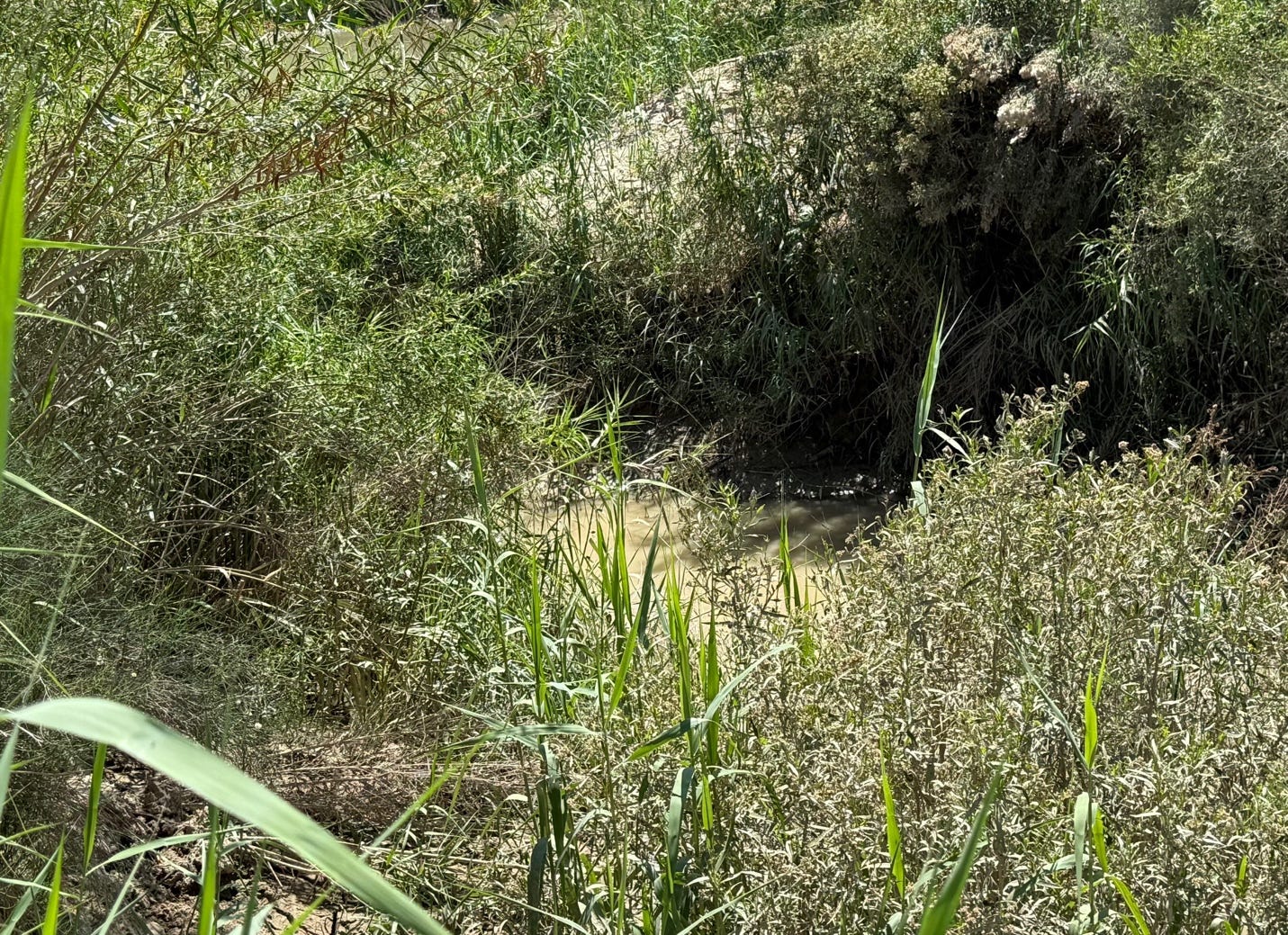 A green bushes and bushes

AI-generated content may be incorrect.
