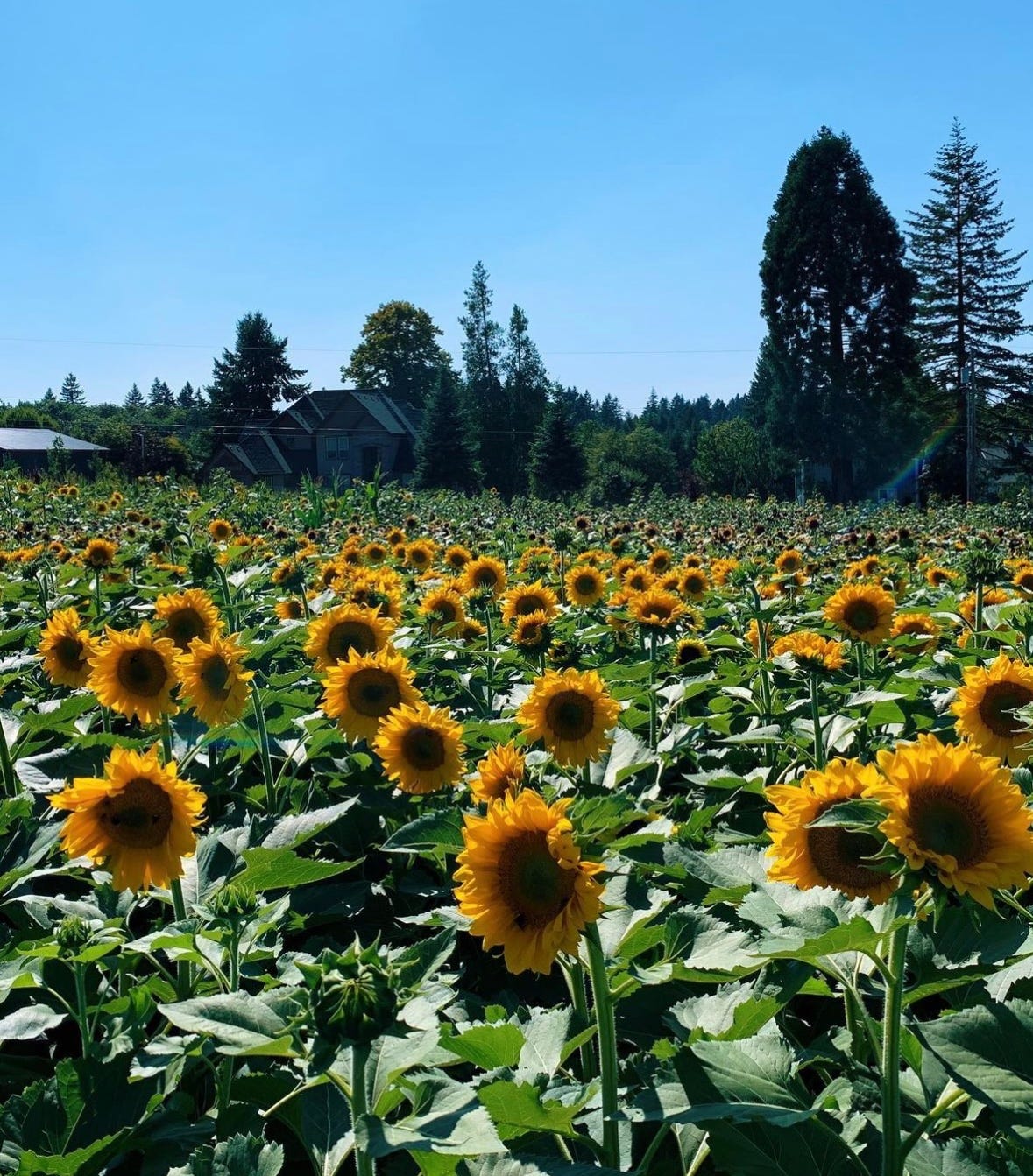 portland's best flower festivals - by Devin VonderHaar