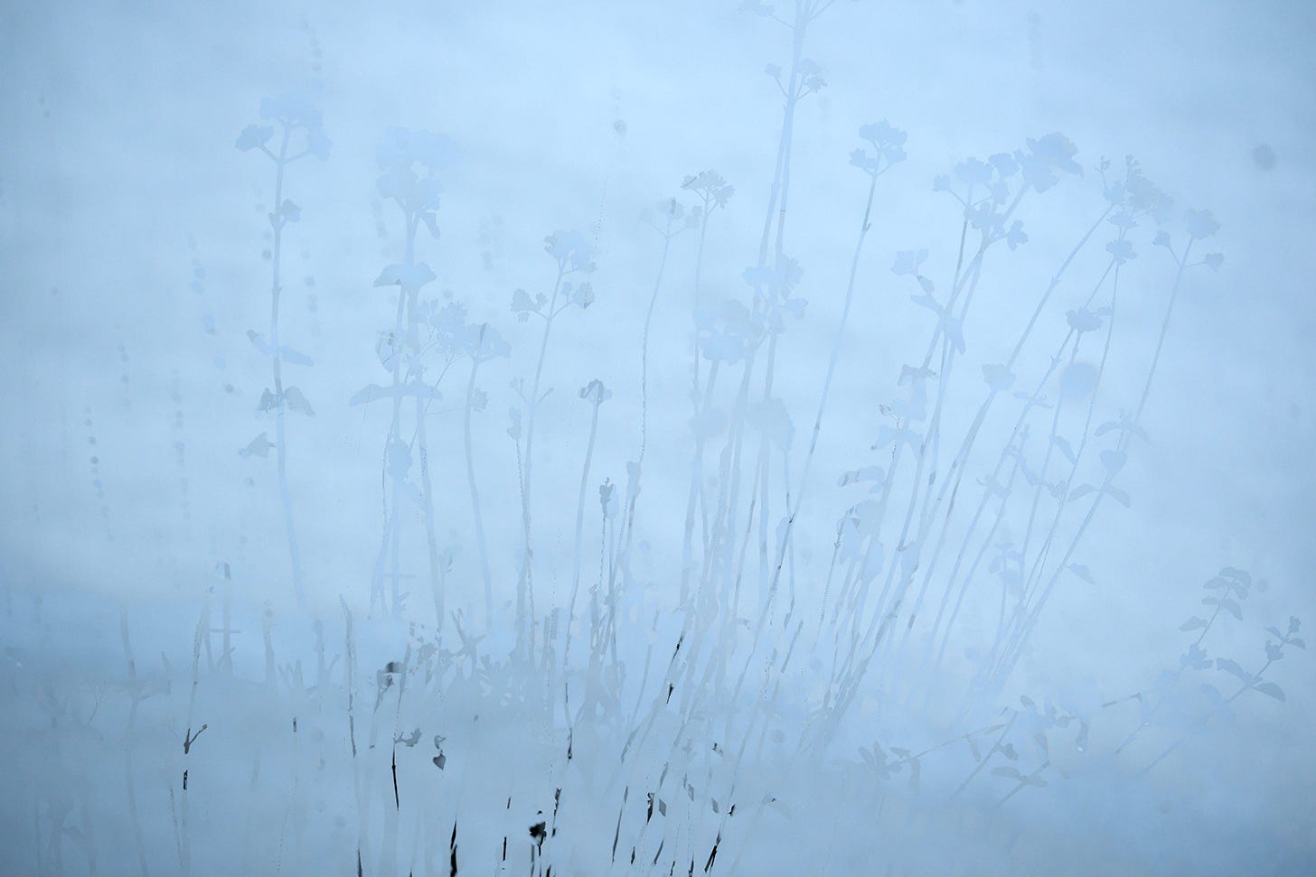 Close-up multiple exposure photograph of dark, dry marjoram flowers standing out dramatically against a blanket of snow. Close-up multiple exposure photograph of dark, dry marjoram flowers standing out dramatically against a blanket of snow.