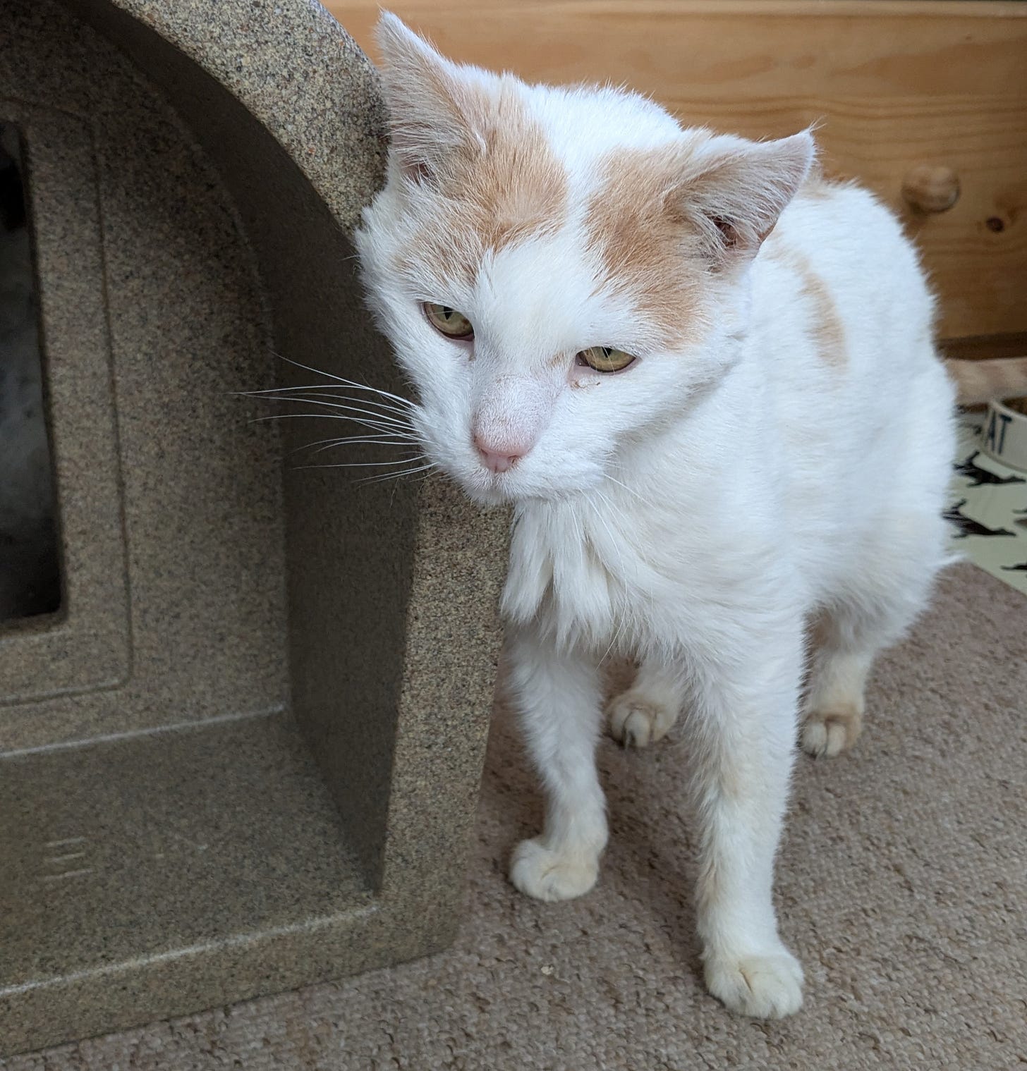 Max, a 16-year-old white and ginger foster cat.