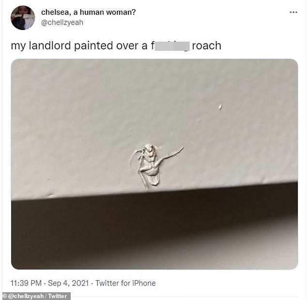 Texas woman reveals her landlord painted over a COCKROACH on her wall ... Texas woman reveals her landlord painted over a COCKROACH on her wall ...