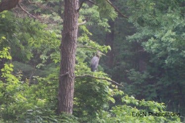 Great Blue Heron