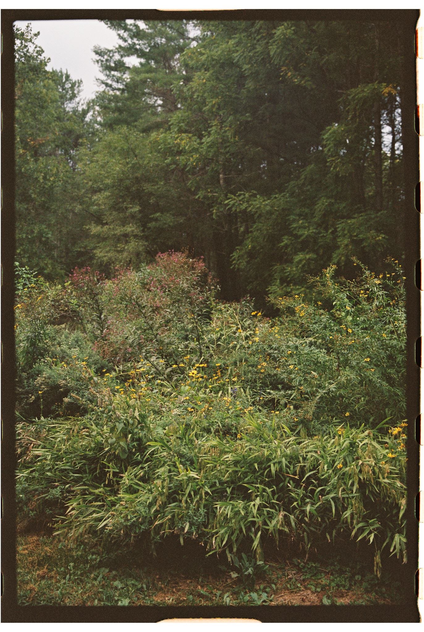 green bushes sprinkled with flowers in front of tall green trees